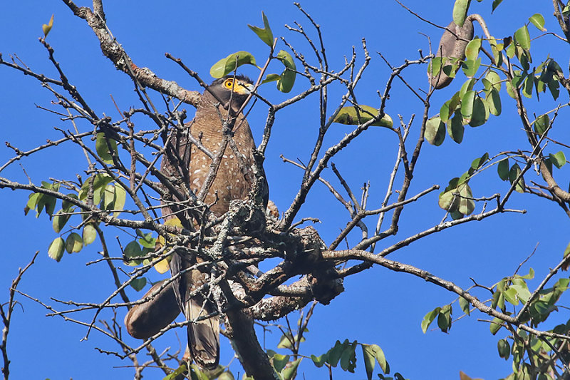 Crestec Serpent-Eagle