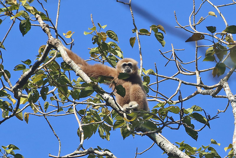 White-handed Gibbon