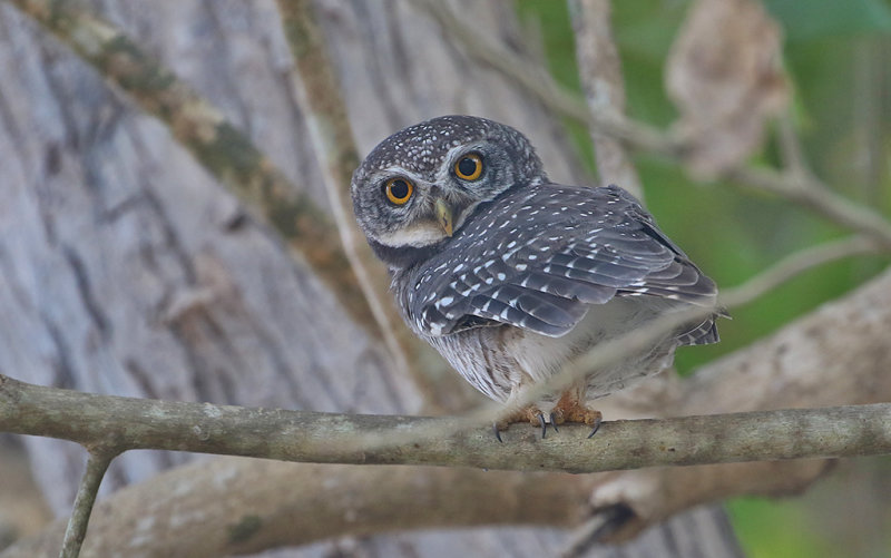 Spotted Owlet