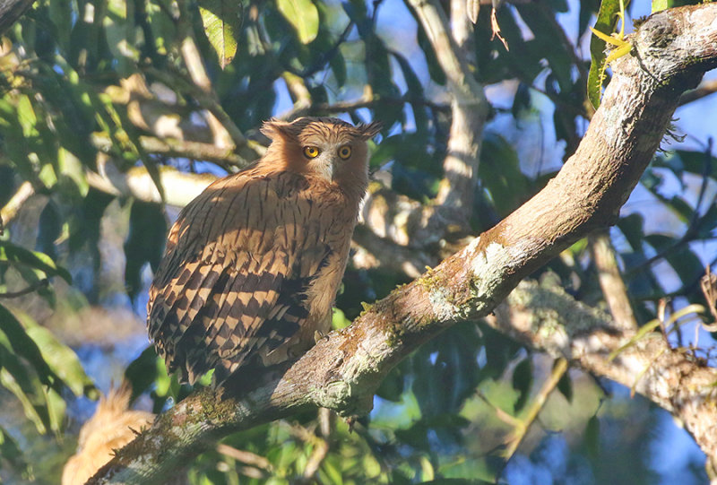 Buffy Fish Owl