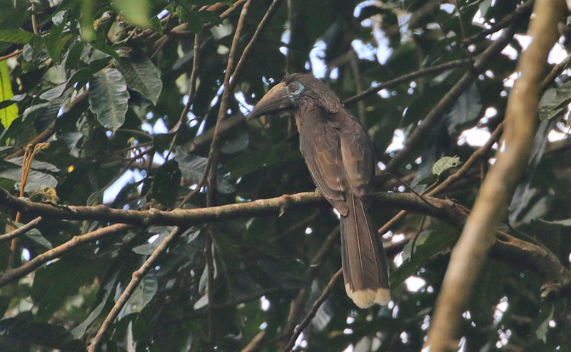 Rusty-cheeked Brown Hornbil