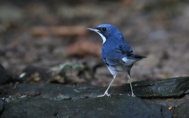 Siberian Blue Robin