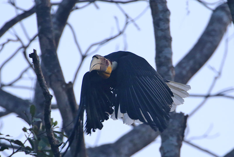 Wreathed Hornbill