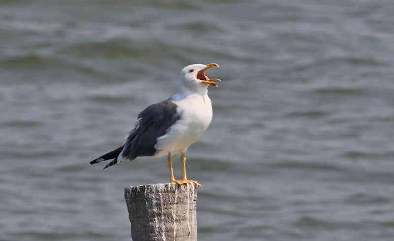 Caspian Gull   (L. (cachinnans) barabensis)
