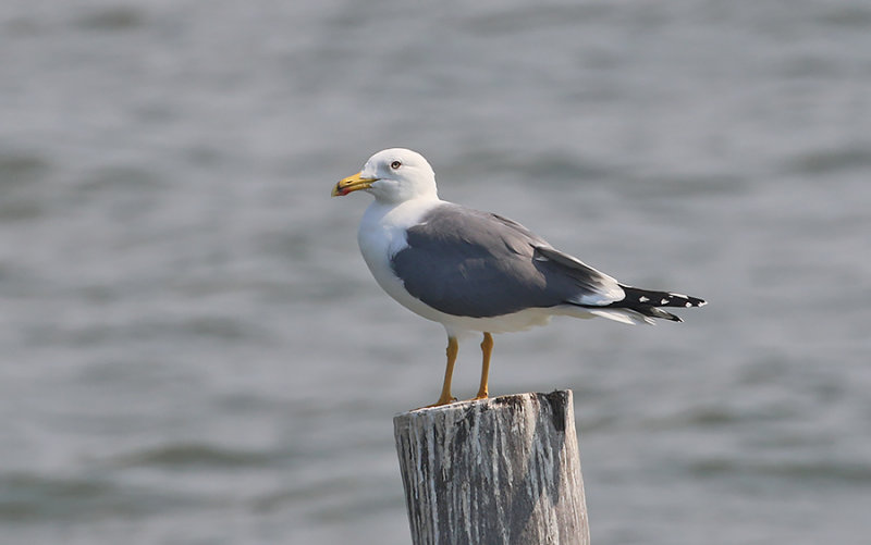 Steppe Gull (L. (cachinnans) barabensis)