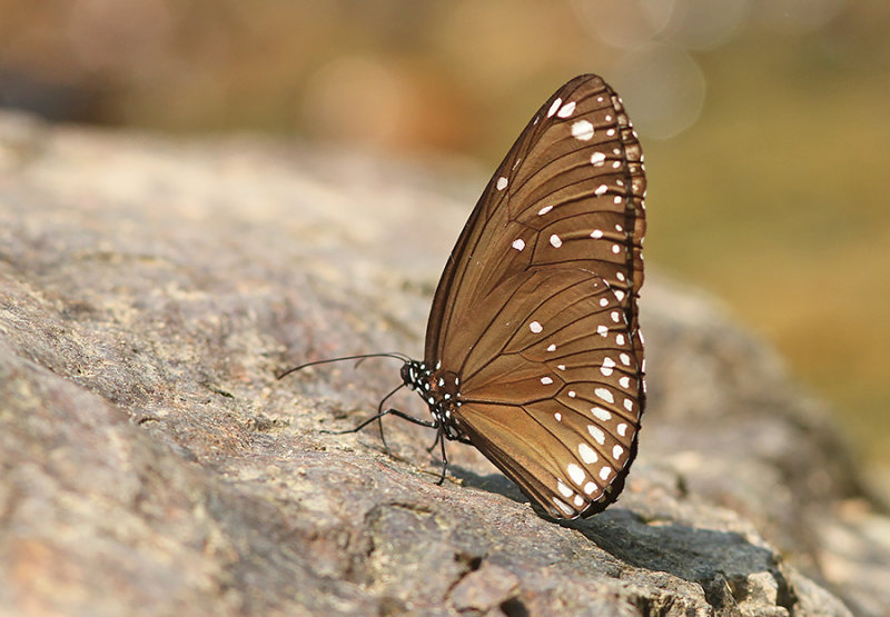 Common Crow Butterfly