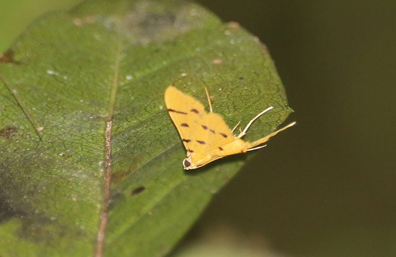 Xanthomelaena schematias