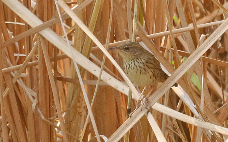 Lanceolated Warbler