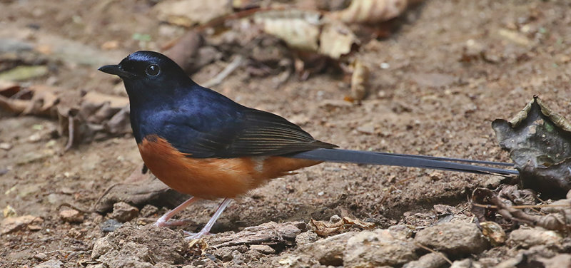 White-rumped Shama