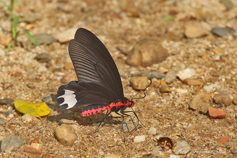 Burmese Batwing (Atrophaneura zaleucus)