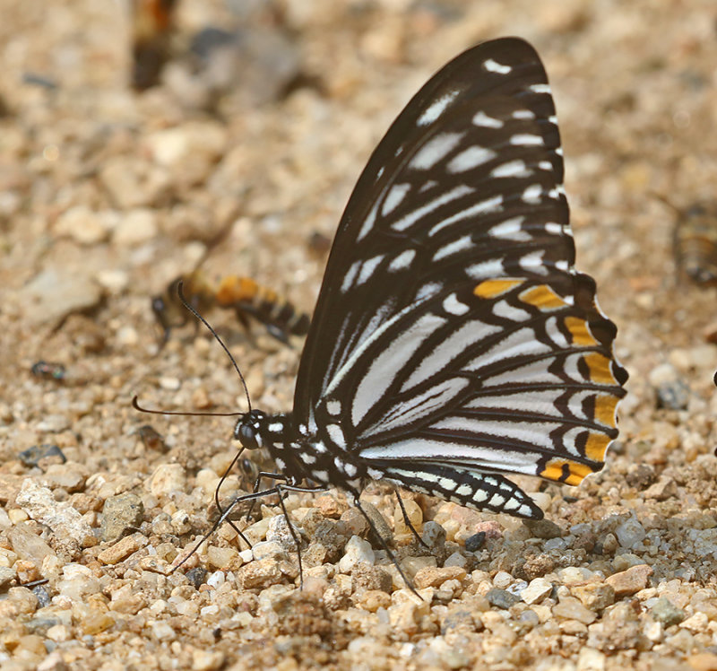 Common Mime Swallowtail