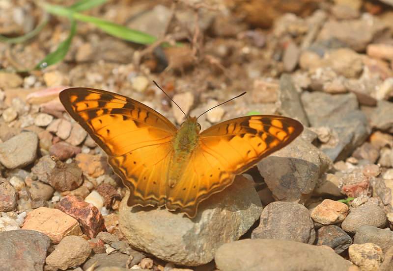 Vagrant (Vagrans sinha)