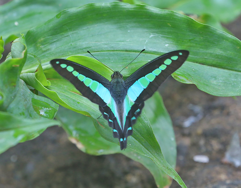 Common Bluebottle (Graphium sarpedon)