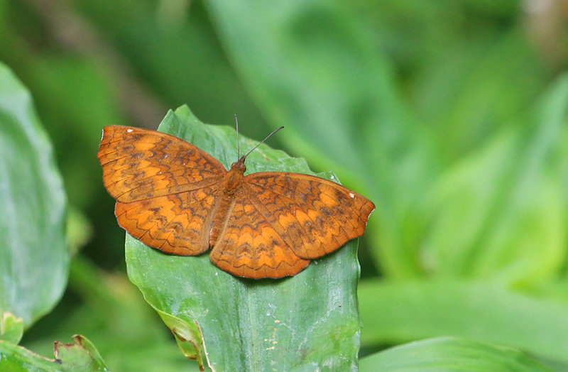 Angled Castor (Ariadne ariadne)