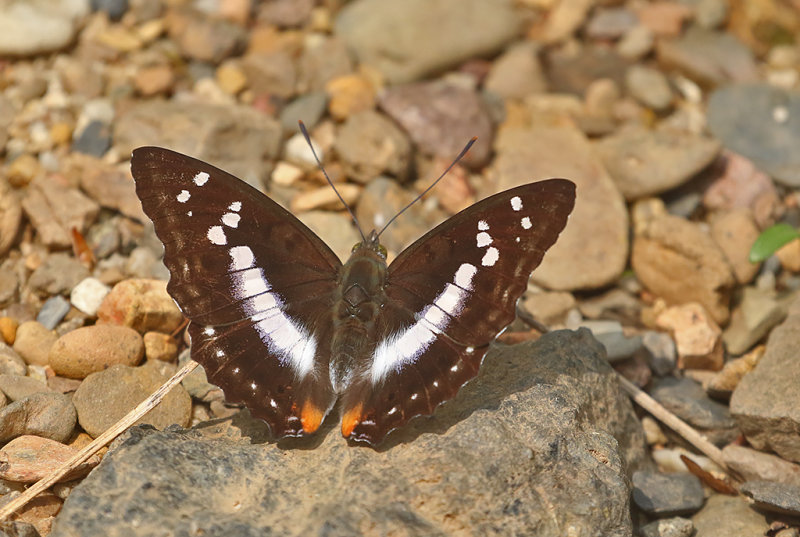 Indian Purple Emperor (Mimathyma ambica)