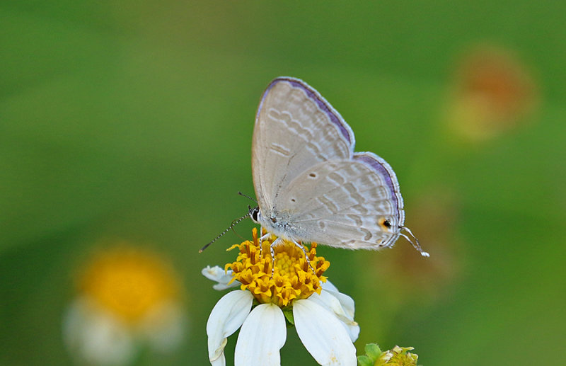 Forget-me-not