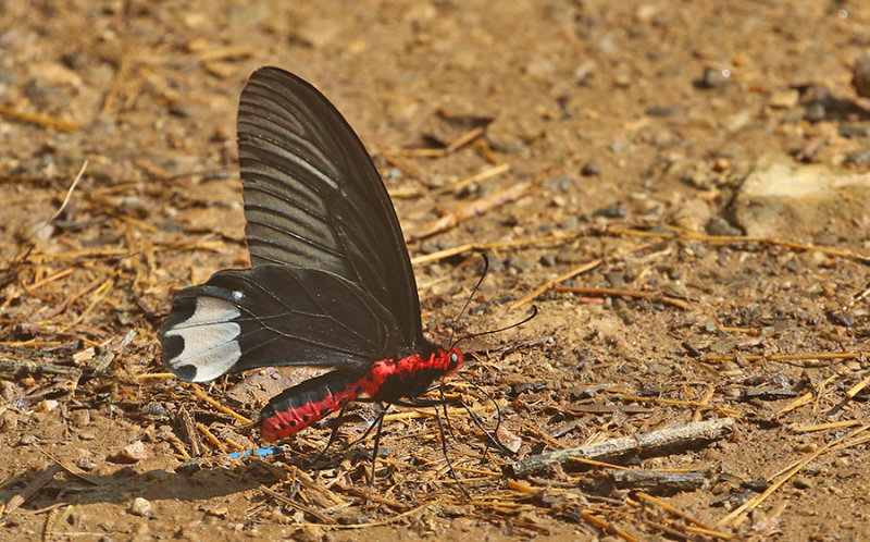 Burmese Batwing (Atrophaneura zaleucus)