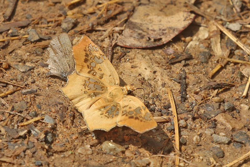Tawny Angle (Ctenoptilum vasava)