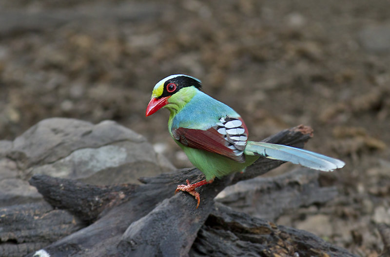 Indo-chinese Green Magpie