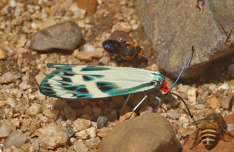 Chalcosia pectinicornis