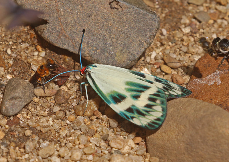 Chalcosia diana