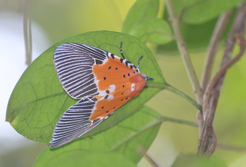 Broad-winged Tiger Moth (Peridrome orbicularis)