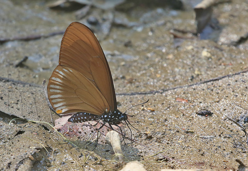 Blue Striped Mime Swallowtail