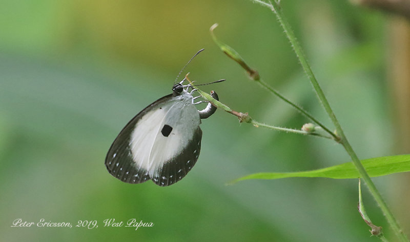 Pithecops dionisius (Pied Blue)