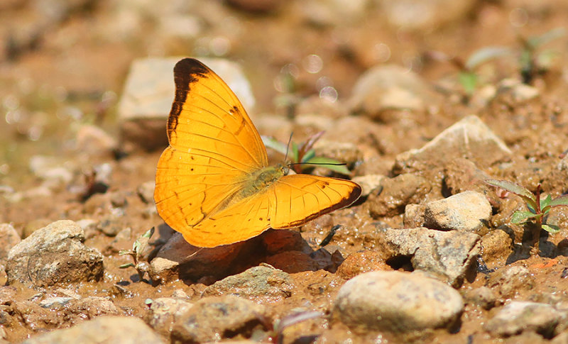 Large Yeoman (Cirrochroa aoris)