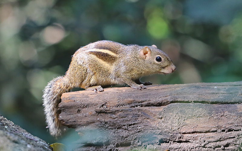 Indochinese Ground Squirrel
