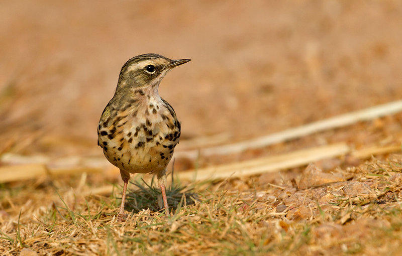 Rosy Pipit