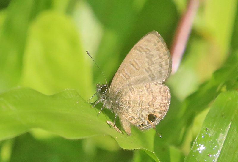Common Line Blue
