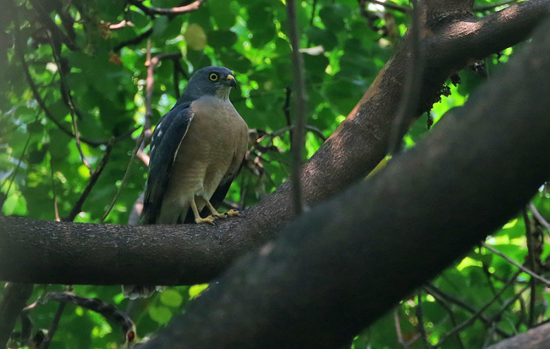 Chinese Sparrowhawk, female
