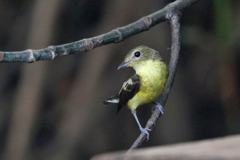 Yellow-rumped Flycatcher