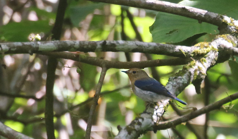 Sapphire Flycatcher