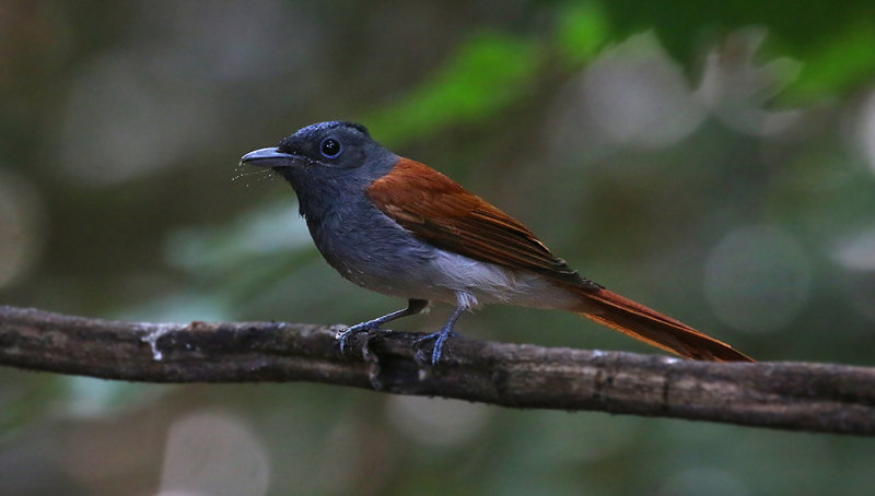 Blyth's Paradise Flycatcher