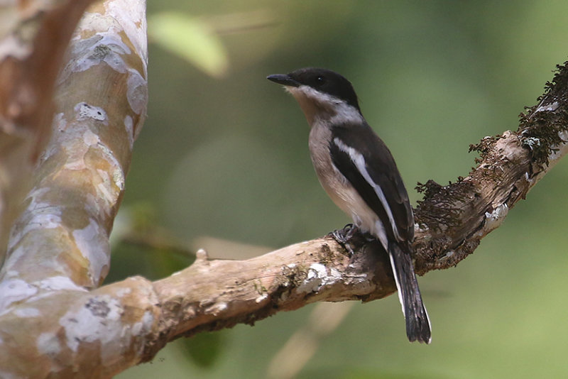 Bar-winged Flycatcher Shrike