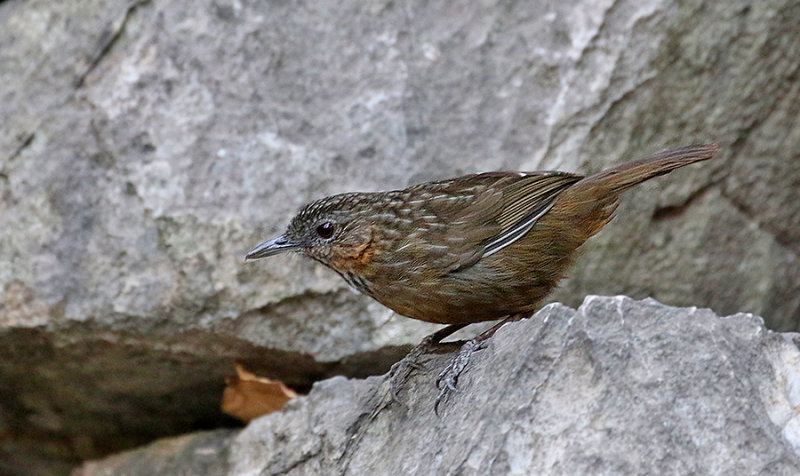 Rufous Wren Babbler