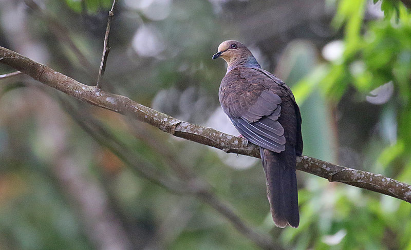 Barred Cuckoo-Dove