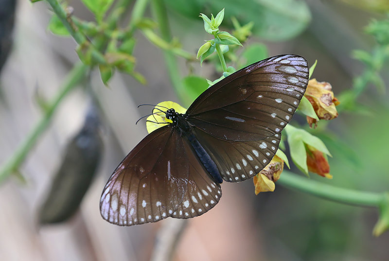 Common Crow Butterfly