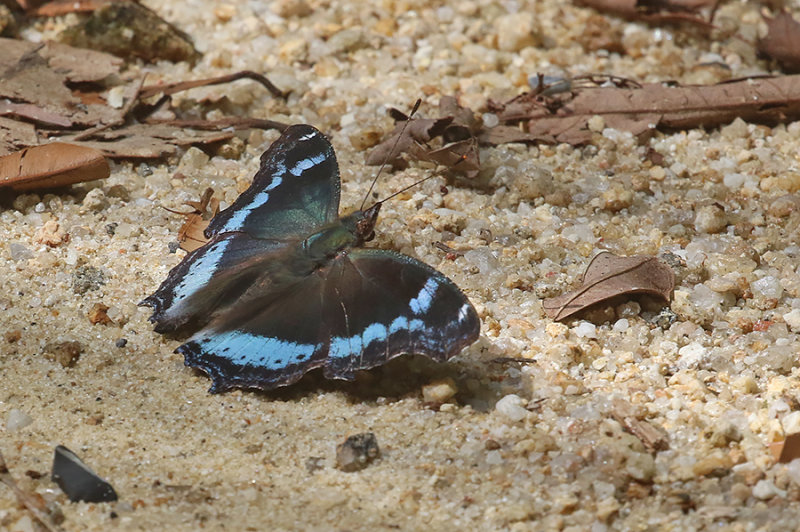 Blue Admiral