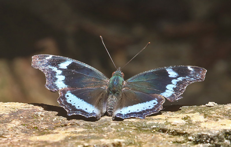 Blue Admiral