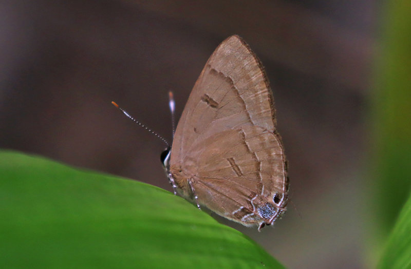 Copper Flash (Rapala pheretima)