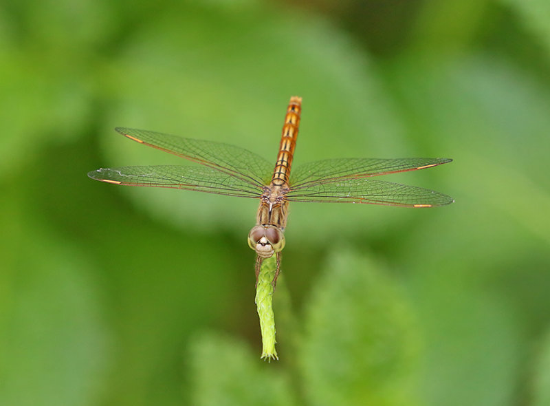 Ditch Jewel (Brachythemis contaminata)