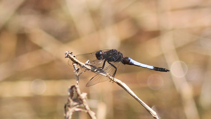 Blue-tailed Forest Hawk (Orthetrum triangulare)