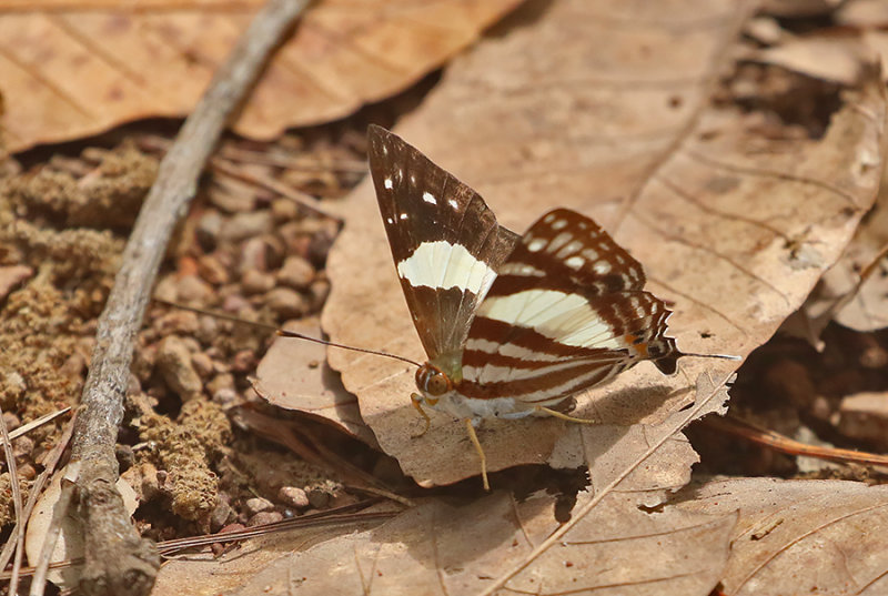 White Punch (Dodona deodata)