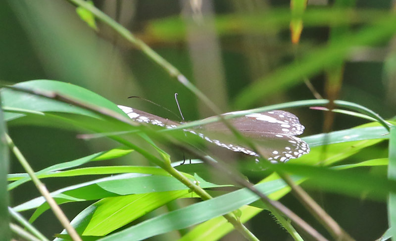 Starry Diadem (Ethope noirei)