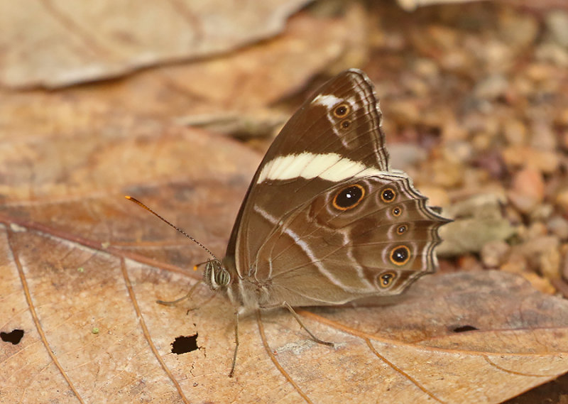 Banded Treebrown