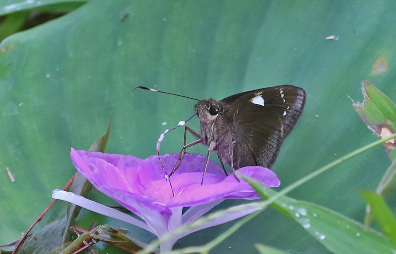 Spotted Demon (Notocrypta feisthamelii)