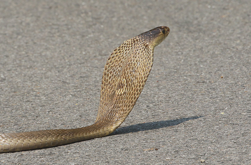 Monocellate Cobra